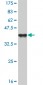 CRX Antibody (monoclonal) (M04)