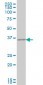 CRX Antibody (monoclonal) (M04)