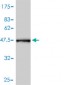 CRYAB Antibody (monoclonal) (M01)