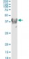 CRYM Antibody (monoclonal) (M03)