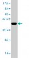 CRYM Antibody (monoclonal) (M03)