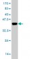 CRYM Antibody (monoclonal) (M03)