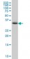 CRYM Antibody (monoclonal) (M03)