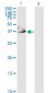 CRYM Antibody (monoclonal) (M03)