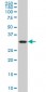 CRYM Antibody (monoclonal) (M09)