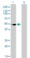 CSDA Antibody (monoclonal) (M02)