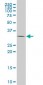 CSDA Antibody (monoclonal) (M06)