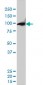 CSE1L Antibody (monoclonal) (M01)