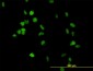 CSE1L Antibody (monoclonal) (M02)