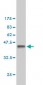 CSE1L Antibody (monoclonal) (M02)