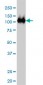 CSE1L Antibody (monoclonal) (M02)