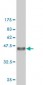 CSE1L Antibody (monoclonal) (M03)