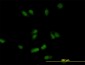 CSE1L Antibody (monoclonal) (M05)