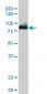 CSE1L Antibody (monoclonal) (M05)