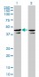 CSNK2A1 Antibody (monoclonal) (M01)