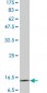 CST3 Antibody (monoclonal)