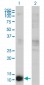 CSTB Antibody (monoclonal) (M02)