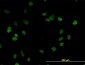 CSTF3 Antibody (monoclonal) (M01)