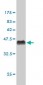 CSTF3 Antibody (monoclonal) (M01)