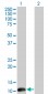 CSTF3 Antibody (monoclonal) (M01)