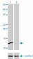 CSTF3 Antibody (monoclonal) (M01)