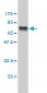 CTBP1 Antibody (monoclonal) (M01)