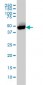 CTBP1 Antibody (monoclonal) (M01)