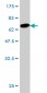 CTH Antibody (monoclonal) (M01)