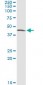 CTH Antibody (monoclonal) (M01)