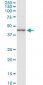 CTH Antibody (monoclonal) (M01)