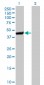 CTH Antibody (monoclonal) (M01)