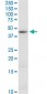 CTH Antibody (monoclonal) (M03)