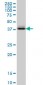 CTH Antibody (monoclonal) (M03)