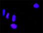 CTLA4 Antibody (monoclonal) (M08)