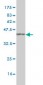 CTNNBL1 Antibody (monoclonal) (M01)