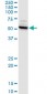 CTNS Antibody (monoclonal) (M09)