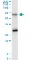 CTNS Antibody (monoclonal) (M09)