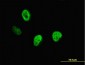 CUTL1 Antibody (monoclonal) (M01)