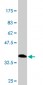 CUTL1 Antibody (monoclonal) (M01)