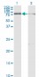 CUTL1 Antibody (monoclonal) (M01)