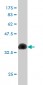 CUTL1 Antibody (monoclonal) (M02)