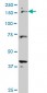 CUTL1 Antibody (monoclonal) (M02)