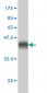 CX3CL1 Antibody (monoclonal) (M01)