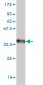 CXCR4 Antibody (monoclonal) (M04)