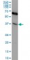 CXCR4 Antibody (monoclonal) (M04)