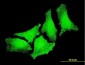 CYGB Antibody (monoclonal) (M01)
