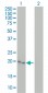 CYGB Antibody (monoclonal) (M02)