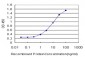 CYP1B1 Antibody (monoclonal) (M03)