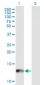 CYP24A1 Antibody (monoclonal) (M07)