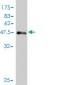 D4S234E Antibody (monoclonal) (M01)